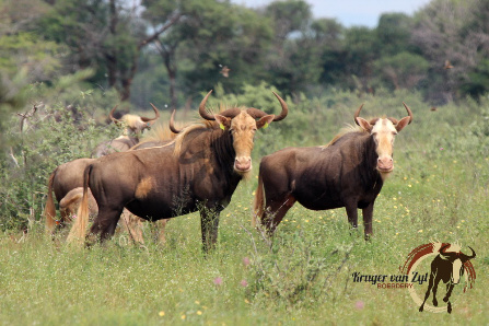 Konings Wildebeeste