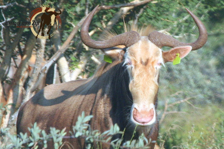 Konings Wildebeeste