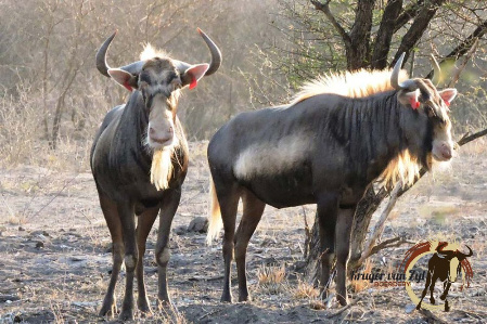 Konings Wildebeeste