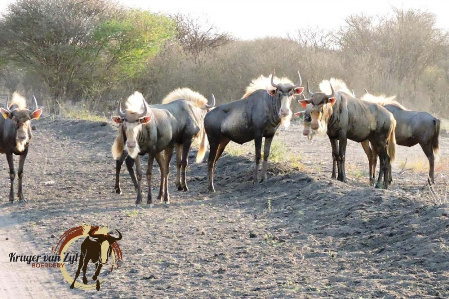 Konings Wildebeeste