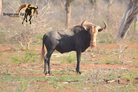 Konings Wildebeeste