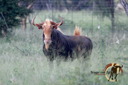 Konings Wildebeeste