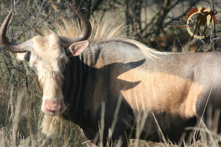 Konings Wildebeeste