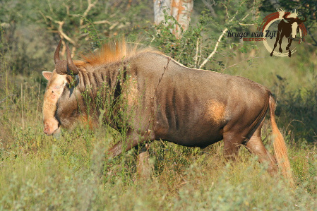 Konings Wildebeeste